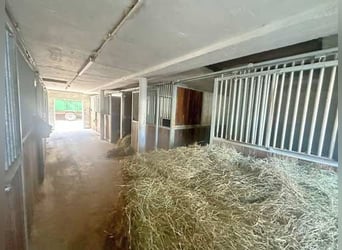 Baden Württemberg, Landkreis Heilbronn - Reitanlage zu verkaufen!