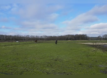 Buskensven 1, Oostrum