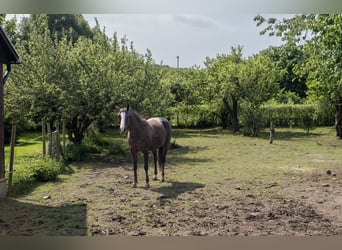 Equestrian Property of Possibilities – Countryside Living with Proximity to Services and Transport
