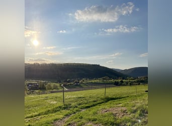 Erfolgreiche Berufsreiterin sucht Reitanlage zur Pacht im Rhein Neckar Raum oder Rhein Main Gebiet