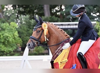Erfolgreiche Berufsreiterin sucht Reitanlage zur Pacht im Rhein Neckar Raum oder Rhein Main Gebiet