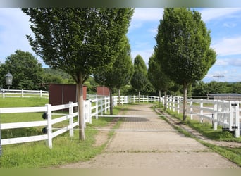 EXKLUSIVE REITANLAGE IM NECKAR-ODENWALD-KREIS - Objekt Nr. 385-25