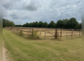 Exklusive Reitanlage umfeld Düsseldorf, Deutschland
