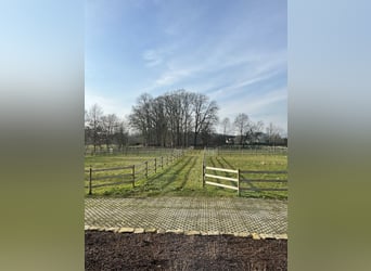 Exklusive Reitanlage zwischen Münsterland und Ostwestfalen, Wohnen u. Trainieren auf höchstem Niveau