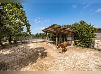Exklusiver Pferdehof mit preisgekrönt saniertem Jurabauernhaus inklusive nachhaltigem Energiekonzept