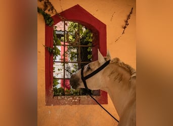 Exklusives Reitanwesen in den Vogesen