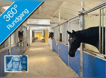 FREI // Reitanlage der kurzen Weg // Kiel, Ostsee // Halle, Führanlage // schnell erreichbar!
