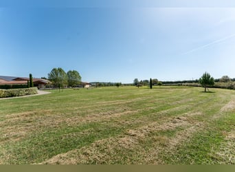 Hochwertiges Sportpferdegestüt