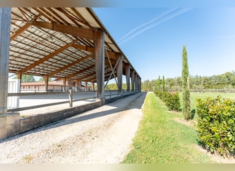 Hochwertiges Sportpferdegestüt