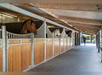 Kapelstraat 12 - 14 Leende Beautiful, complete equestrian accommodation 