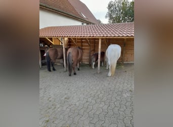 Kleiner Pferdehof in der Nähe vom Bodensee zu verk.