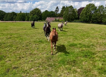 LANDSITZ MIT TORHAUS, 2 BAUPLÄTZE UND WEIDEFLÄCHEN IN DER LÜNEBURGER HEIDE