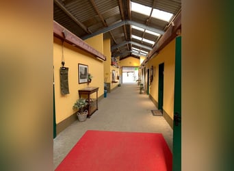 Lukrat Reitanlage, Investoren! Halle 25x60mtr., 2. Anlage Bau.Genehm, neue 177PV-A,  kernsaniert2025