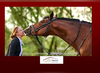 **Luxuriöses Pferdeanwesen in bester Lage** - Schweiz