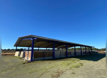 Moderne Reitanlage auf ca. 10 Hektar zwischen Sevilla, Huelva und Atlantikküste