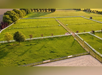 Modernes Reitanwesen auf 3,4 ha – Reithalle, 13 Boxen, Solekammer & 2 Reitplätze