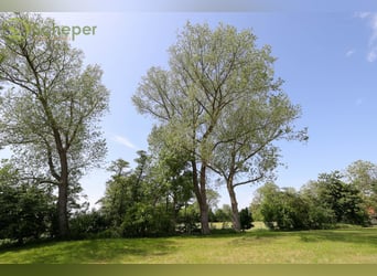 Modernisierter Resthof in Belum-Kehdingbruch mit Grünland und optional 28 ha Ackerland