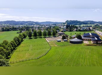 Ostschweiz - Exklusive Reitsportanlage mit mediterraner Villa und weitläufigem Land