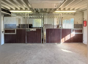 Paradies für Pferdeliebhaber: Reetdachanwesen auf ca. 3,38 ha großen Grundstück mit Nebengebäuden