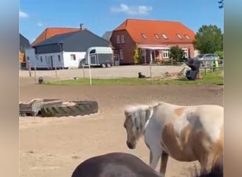 Pferdeanlage mit energetisch renoviertem Haus - Süddänemark nahe Flensburg ,46400qm