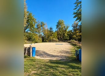 Pferdehaltung auf ca. 1,7 ha Eigenland vor den Toren Münchens