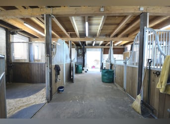 Pferdehof auf 5,7 ha! Traumhaftes Anwesen mit Reetdachhaus, Gästehaus & Stall i.d. Lüneburger Heide