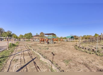 Pferdehof im Landkreis Mainz-Bingen zu verkaufen – in attraktiver Lage von Lörzweiler!