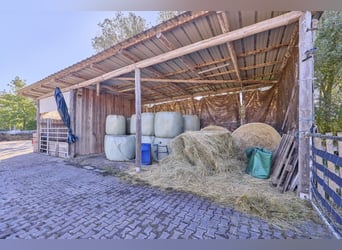 Pferdehof im Landkreis Mainz-Bingen zu verkaufen – in attraktiver Lage von Lörzweiler!