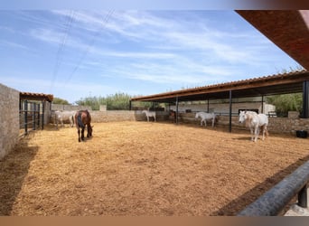 Pferdehof in La Marina, Alicante, in der Nähe von (Met)