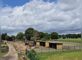 Pferdehof, Pensionsstall, Therapiestall, Zuchtbetrieb