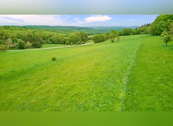 Pferdeimmobilie im Donnersbergkreis – Charmantes Hofensemble mit privater Pferdehaltung 