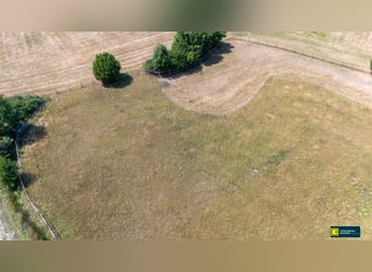 Pferdeparadies vor den Toren Wiens - Neu errichtete Reitanlage mit modernster Ausstattung