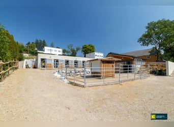 Pferdeparadies vor den Toren Wiens - Neu errichtete Reitanlage mit modernster Ausstattung