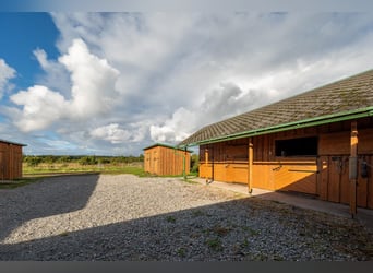 Privates schlüsselfertiges Reitanwesen in der Nähe von Tallinn – 26,5 ha Land, Stall, Pferde und Aus