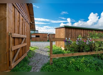 Privates schlüsselfertiges Reitanwesen in der Nähe von Tallinn – 26,5 ha Land, Stall, Pferde und Aus