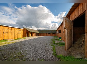 Privates schlüsselfertiges Reitanwesen in der Nähe von Tallinn – 26,5 ha Land, Stall, Pferde und Aus