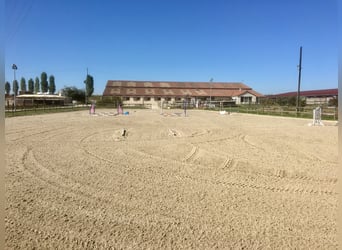 Professioneller Reitstall in Seine-et-Marne