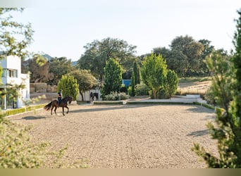 Ref2527 Andalusien, Ronda - moderner Reitstall/ Trainingszentrum zu verkaufen!