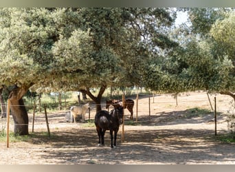 Ref2527 Andalusien, Ronda - moderner Reitstall/ Trainingszentrum zu verkaufen!