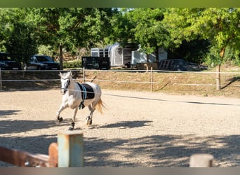 Ref2527 Andalusien, Ronda - moderner Reitstall/ Trainingszentrum zu verkaufen!