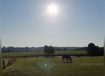 Reitanlage für Sport und Freizeitreiter 