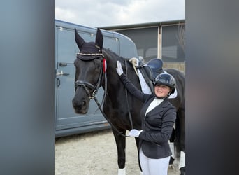 Reitanlage gesucht zur Miete, Pacht oder zum Kauf