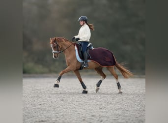 Reitanlage gesucht zur Miete, Pacht oder zum Kauf
