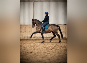 Reitanlage gesucht zur Miete, Pacht oder zum Kauf