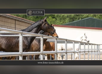 Reitanlage in Alleinlage bei St.Wendel zu verkaufen – fast 15 Hektar Land im Eigentum!