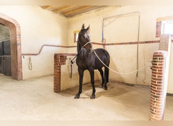 Reitanlage mit außergewöhnlichem Potenzial