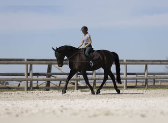 Reitanlage mit außergewöhnlichem Potenzial