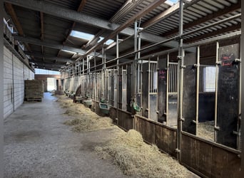 Reitanlage mit Reithalle für ambitionierte Reiter & Leben mit Pferden. Bis zu 60 Pferden.