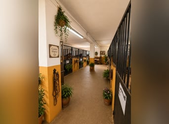 Reiterhof mit 1 Hektar Land plus 300 m² Wohnfläche