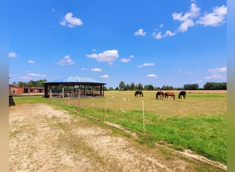 Reiterhof mit Zucht und Aufzucht - Pferd, Pferde, Pferdebetrieb, Pension, Pensionsbetrieb, Reithof